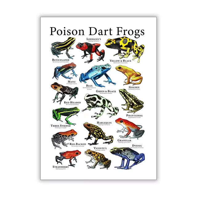 Vintage Frog Poster