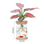 Clear Hydroponic Plant Pot