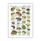 Vintage Frog Poster