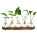 Minimalist Clear Glass Vase Set